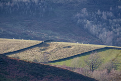 Long Clough nature reserve