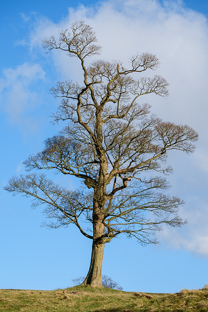 A tree at Lyme Park