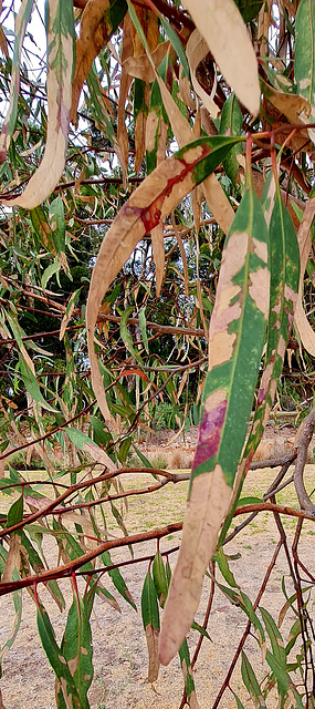 Gum leaves autumn