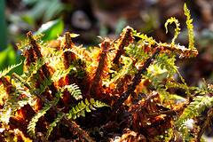 Farn will austreiben Farn will austreiben