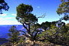 Old Juniper