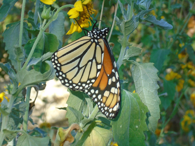 MY BELOVED MONARCHS CAME TODAY