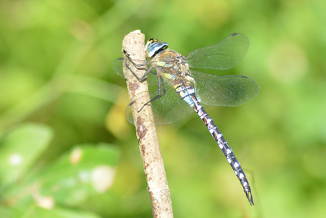 Migrant Hawker (Aeshna mixta) 07-09-2012