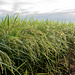 Morning dew on rice plants