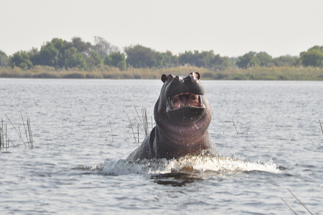 Danĝera hipopotamo. Okavango-Delto