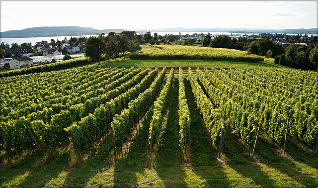 Blick über die Insel Reichenau Richtung Westen auf den Schiener Berg, die Höri und die Hegauberge