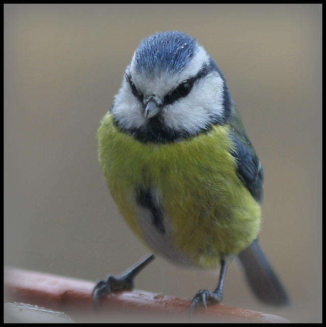 'tite bleue sous la pluie  (2)