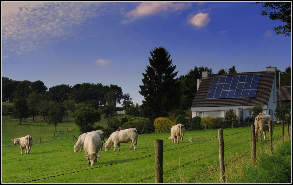 Modern Cow stable