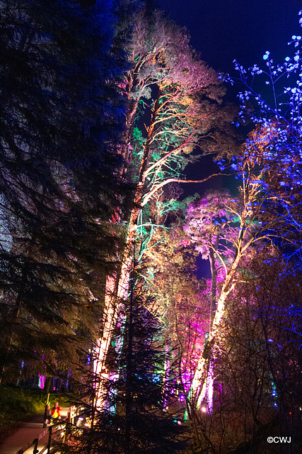 The Enchanted Forest, Faskally, 2nd Nov 2019