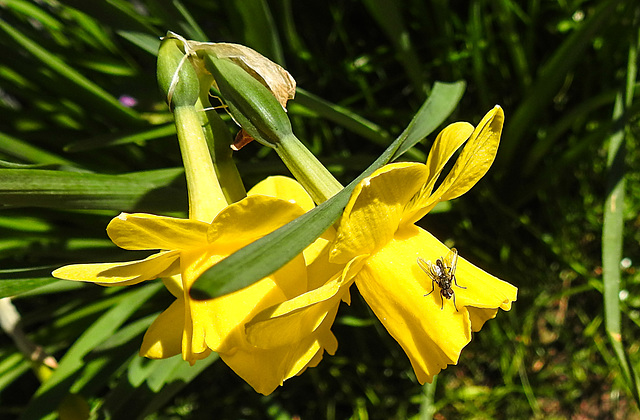 20210427 0089CPw [D~LIP] Narzisse (Narcissus pseudonarcissus), Insekt, Bad Salzuflen