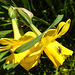 20210427 0089CPw [D~LIP] Narzisse (Narcissus pseudonarcissus), Insekt, Bad Salzuflen