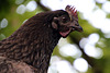 Un regard intelligent , une sensibilité à fleur de plume , ma poule  !!!