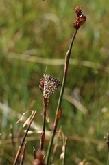 Moth at Lake Lea