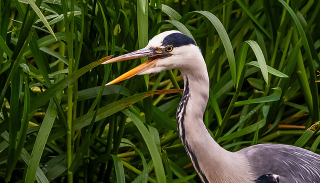 Heron