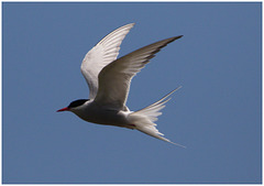 EF7A4429 Arctic Tern