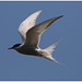 EF7A4429 Arctic Tern