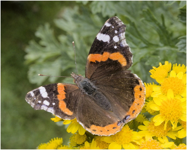 IMG 0523 Red Admiral