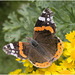 IMG 0523 Red Admiral