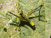 IMG 8180 Grasshopperv2
