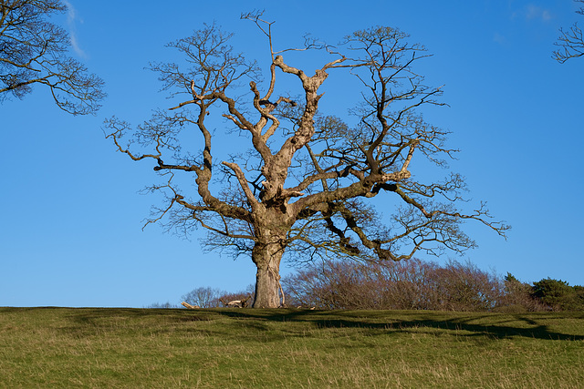 A tree at Lyme Park