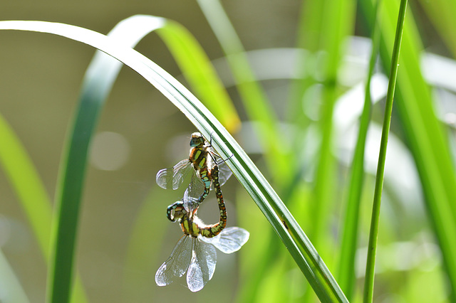 Migrant Hawker m + f (Aeshna mixta) 07-09-2012