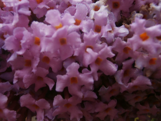 The buddliea is sprouting everywhere