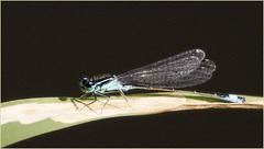 Agrion