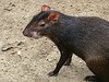 Agouti, Asa Wright Nature Centre, Trinidad