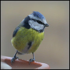 'tite bleue sous la pluie