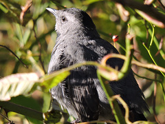 Catbirds