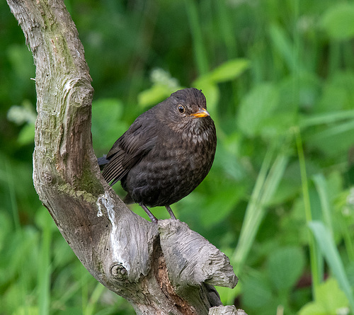 Blackbird
