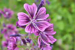 Wilde Malve (Malva sylvestris)