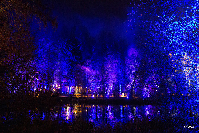 The Enchanted Forest, Faskally, 2nd Nov 2019