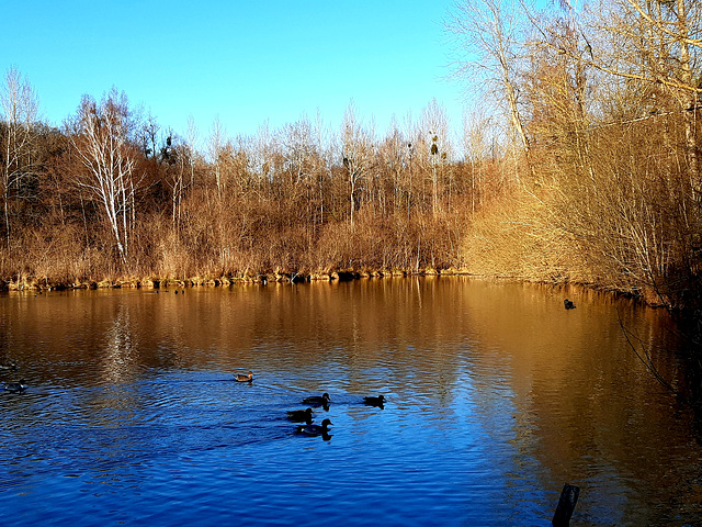 La mare aux canards