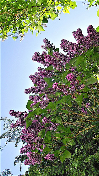 The deep purple lilac