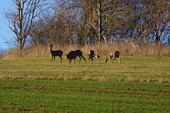 Ein Sprung Rehe