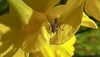 20210427 0091CPw [D~LIP] Narzisse (Narcissus pseudonarcissus), Insekt, Bad Salzuflen