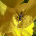 20210427 0091CPw [D~LIP] Narzisse (Narcissus pseudonarcissus), Insekt, Bad Salzuflen