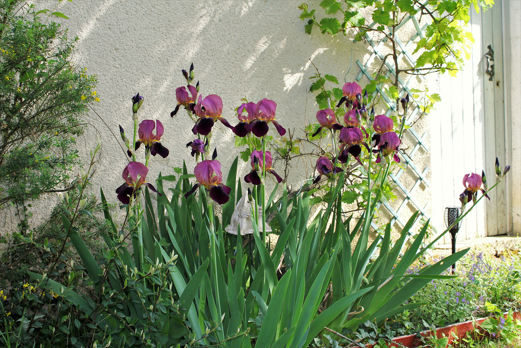 Iris 'Voltigeur ' ferdinand Cayeux  (1)