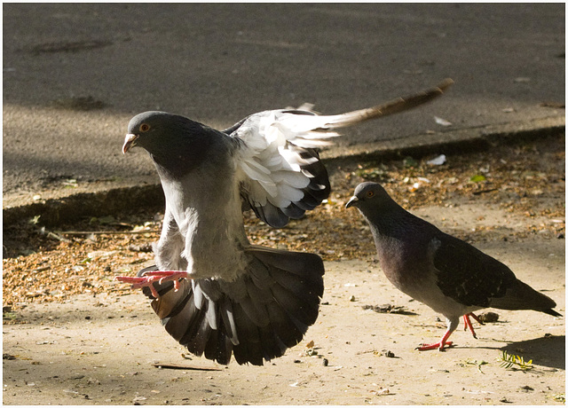 IMG 9532 Pigeon