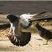 IMG 9532 Pigeon