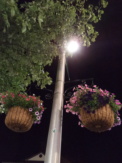 Fleurs nocturnes en suspension