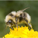 IMG 0528 Bumblebee
