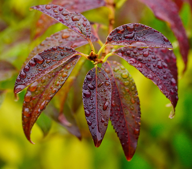 Nach dem Regen