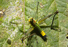 IMG 8181 Grasshopper