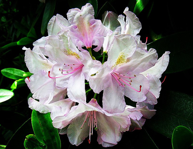 Rododendro