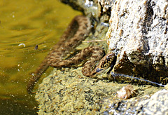 couleuvre juvénile sur les rives de la Siagne (Var)