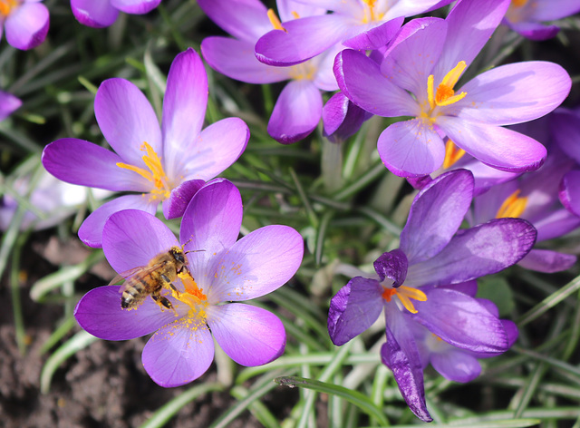 ... mit Biene ... mit Biene