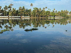 Palm trees reflections.