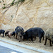 A la queue leu leu - Corse 2014